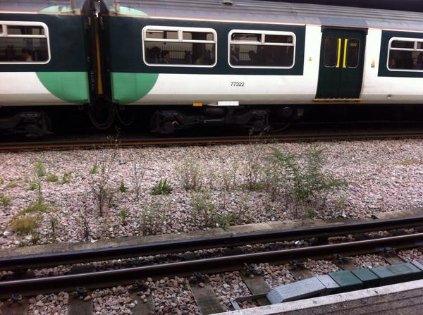 SandyKnapp's tweet photo. Trackside biodiversity http://t.co/qflgValKb6