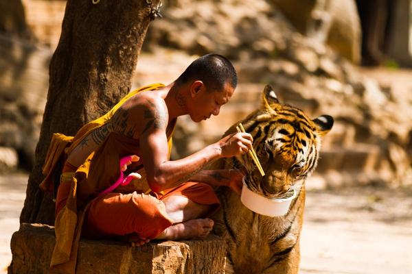 Monk and Tiger sharing their meal...... @ Tiger Temple in Kanchanaburi, #Thailand by Wojtek Kalka
