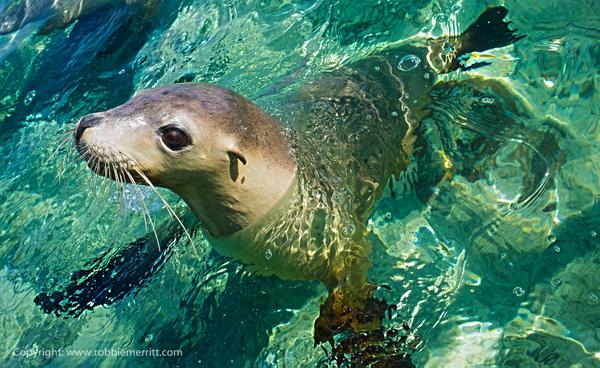 Click645D's tweet image. @ChimerePearls @NatGeoPhotos @BEAUTIFULPlCS @PentaxAustralia @WestAustralia @TourismAus @natgeowild @mountway