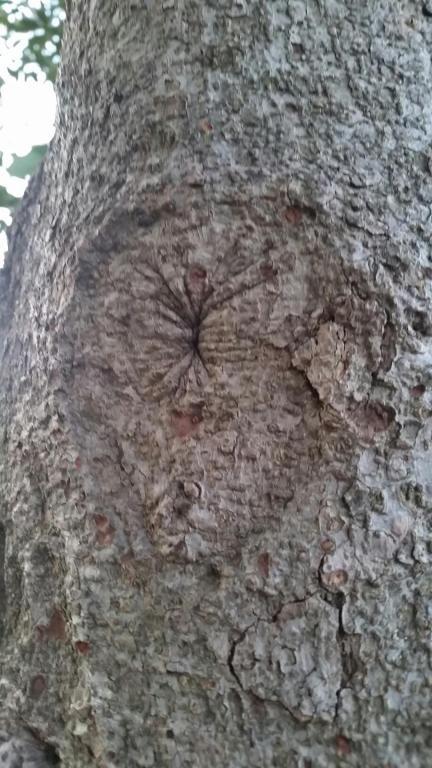 markricciuto's tweet photo. Some interesting looking trees around Adelaide oval!! http://t.co/IAK2rw0Fea