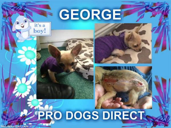 The_Animal_Team's tweet photo. Gorgeous GEORGE #Chihuahua can you #donate #paypal help #vetsfees #hardlife #burns #bigpersonality @ProDogsDirect http://t.co/jHJ5d1W5J9