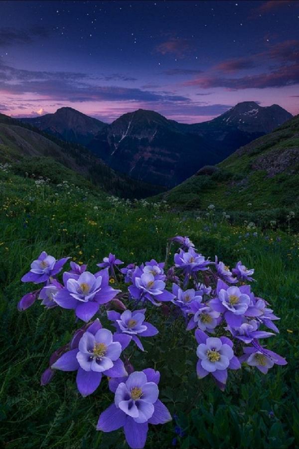 The Cult Cat (@elverojaguar) on Twitter photo 