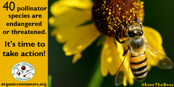 OrganicConsumer's tweet photo. #TakeAction to protect pollinators! Ask your Congress member to sign this letter to the @EPA! http://t.co/S8tYiCceDI http://t.co/TqclIB81sm