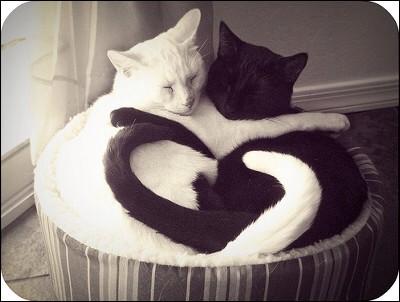 cat__kura's tweet photo. …にゃあ…

.
猫耳と尻尾付きの俺は如何？
勝手に触ったらどうなっても知らんで

.

左固定 / 左喰い / 女nr一般拒否

.
#RTしたnrさんbotさんフォローする 
.

貴方は僕のこと、飼い慣らせますか…？ http://t.co/Fy8nJ1C7Cm