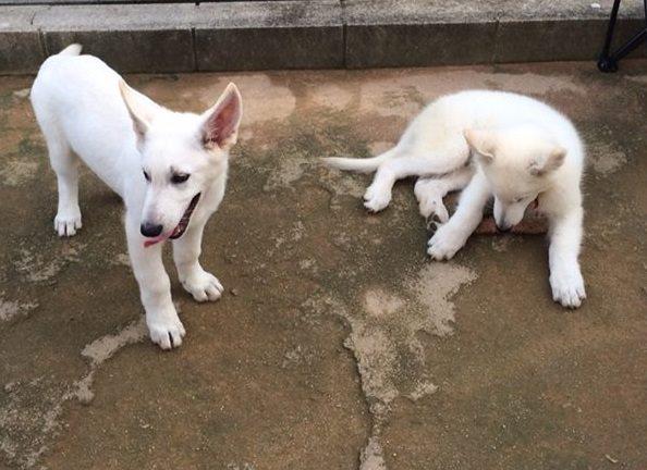 どうぶつと楽しい家doutano Com Auf Twitter ホワイトシェパードの専門犬舎 トラスト さんを訪問しました ホワイトシェパード といえば僕が６年位前からクーバースか どっちかを飼いたいと迷っている白い大型犬 しかも子犬がいた 元気いっぱいでモフモフ