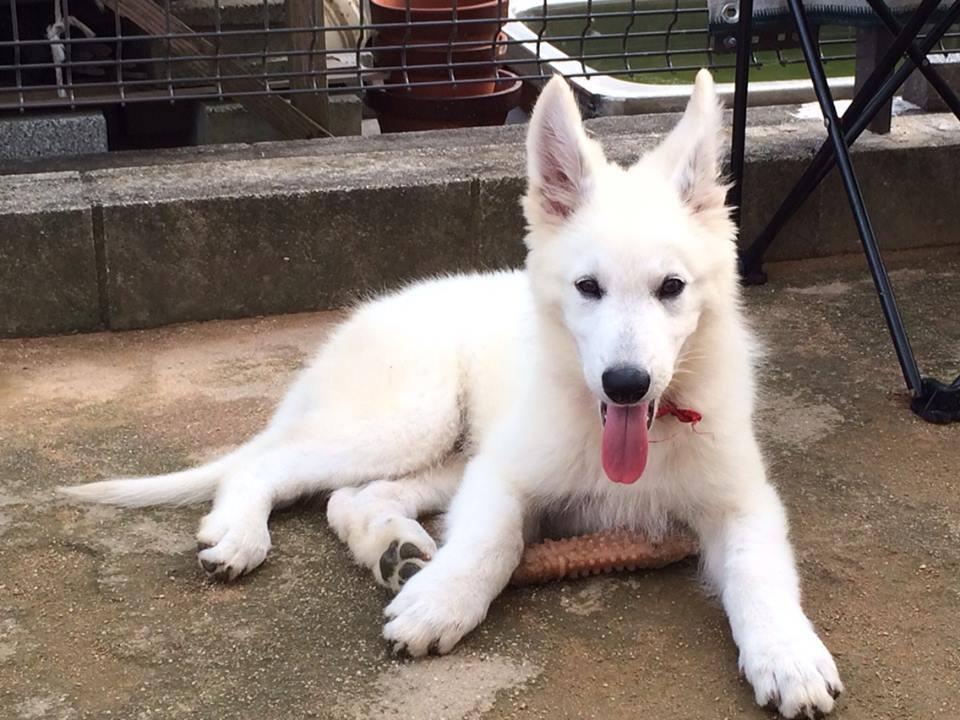 どうぶつと楽しい家doutano Com Auf Twitter ホワイトシェパードの専門犬舎 トラスト さんを訪問しました ホワイトシェパード といえば僕が6年位前からクーバースか どっちかを飼いたいと迷っている白い大型犬 しかも子犬がいた 元気いっぱいでモフモフ どうぶつと楽しい家doutano Com Auf Twitter ホワイトシェパードの専門犬舎 トラスト さんを訪問しました ホワイトシェパード といえば僕が6年位前からクーバースか どっちかを飼いたいと迷っている白い大型犬 しかも子犬がいた 元気いっぱいでモフモフ