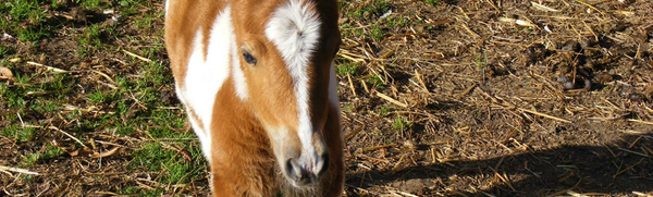 GreenAcresAnimalPark tweet media