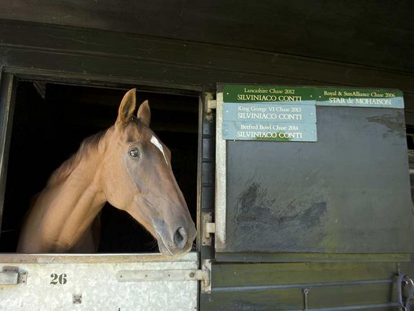 RacingPost's tweet photo. Paul Nicholls hopes there's lot of improvement to come from Silviniaco Conti. Read more here 
http://t.co/gZkV9QI5ve http://t.co/QELEcZTuco