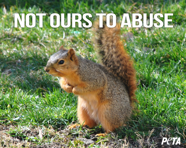 PLEASE RT!

PETA INCREASING reward 4 info on man who KICKED SQUIRREL into #GrandCanyon 4 fun: bit.ly/1A6zRif