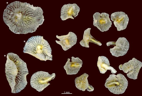scidotnews's tweet photo. #Dendrogramma : Two Unclassifiable Deep-Sea Animals Discovered off #Australia http://t.co/NVotWAm7Hr #science http://t.co/1kg9TB8nlR