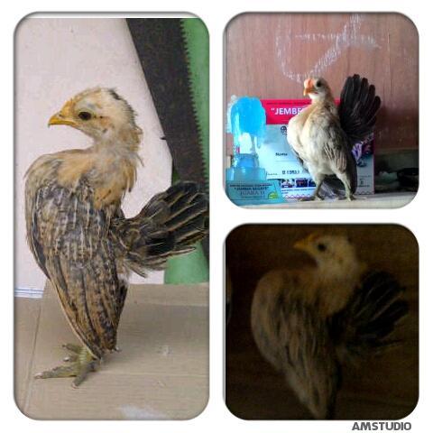 pasirbentang's tweet photo. Sale ajj ahh juara 2 anakan betina B,,
Kontes jember begaye,,
Tlp 085711662884,,
Pin bb 7cdc2300 http://t.co/mRybYV3Ofg