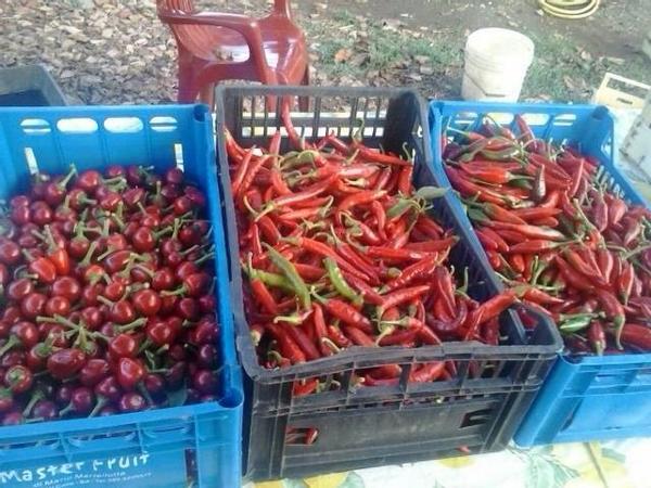 calabriaonline's tweet photo. #Peperoncino #bio appena raccolto, saluti agli amici di #Diamante. http://t.co/gz6mzBl14P