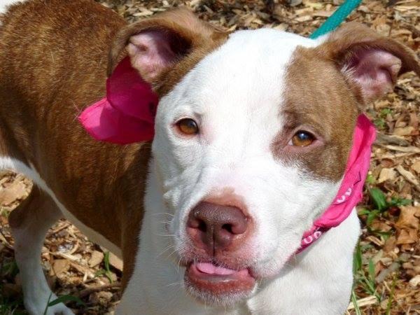 existenciala's tweet image. “@UrgentPart2: #SaveREINA #cute 9MO #PUPPY 2Die 9/9 #NYCACC #Adopt Online #Foster 4 #Rescue
facebook.com/Urgentdeathrow…