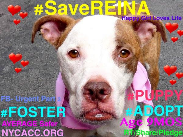 existenciala's tweet image. “@UrgentPart2: #SaveREINA #cute 9MO #PUPPY 2Die 9/9 #NYCACC #Adopt Online #Foster 4 #Rescue
facebook.com/Urgentdeathrow…