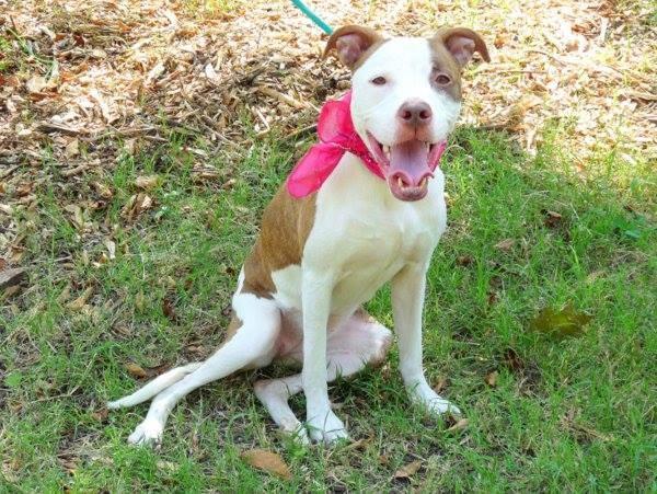 existenciala's tweet image. “@UrgentPart2: #SaveREINA #cute 9MO #PUPPY 2Die 9/9 #NYCACC #Adopt Online #Foster 4 #Rescue
facebook.com/Urgentdeathrow…