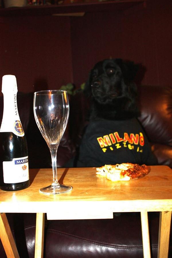 milanopizza1's tweet image. #PetOwners #Ottawa @tomlinsongroup This month order the Poutine-Zaa and help Raise DOUGH$$$ for @ottawahumane Indy &amp;lt;3