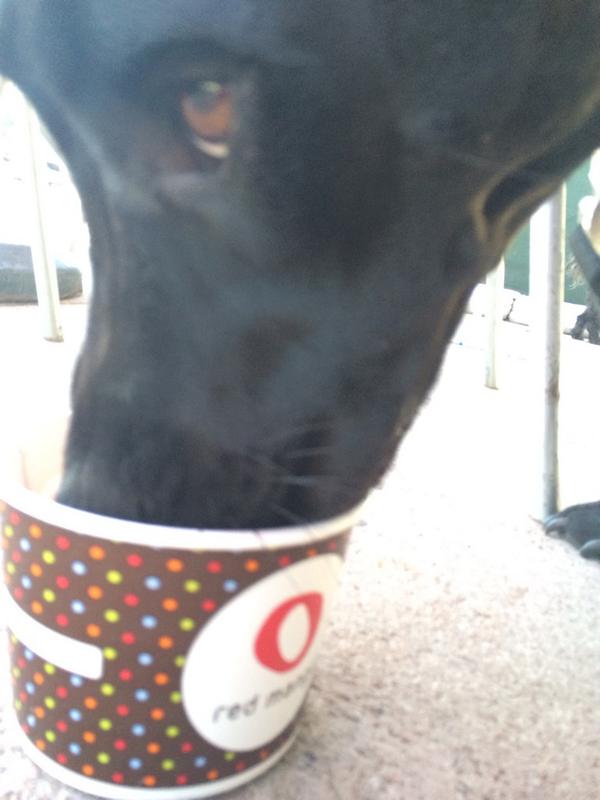 RedMango_CoMo's tweet photo. Bring your pup in for a FREE pup cup! http://t.co/U9HVRgsBef
