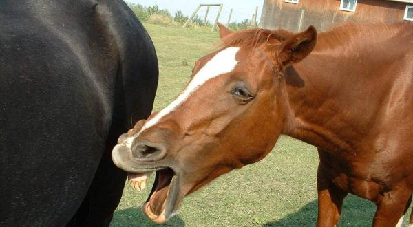 ScienceAllDay's tweet photo. Why it's impossible to hold back a yawn, explained by science http://t.co/07wFXvilKa http://t.co/K3hOtHP32Z