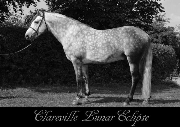 ClarevilleStud's tweet photo. Clareville Lunar Eclipse #NextTopPonyModel 4yo Reg. Connemara Stallion, simply divine :) xxxx http://t.co/t2gkq8bGKo