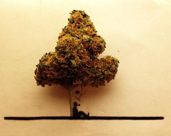 MartinHoran1's tweet image. #Marijuana #Bonsai Trees. I can feel a #ForrestFire coming on soon.