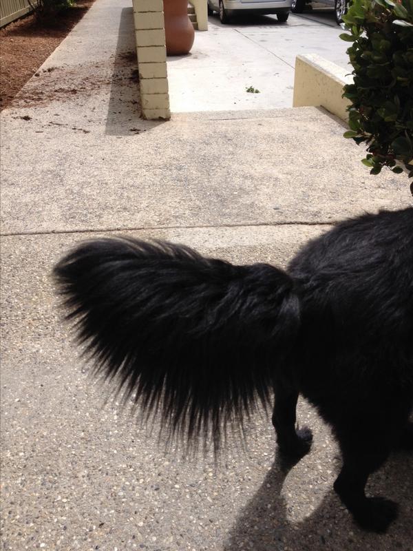 john massey tweet media