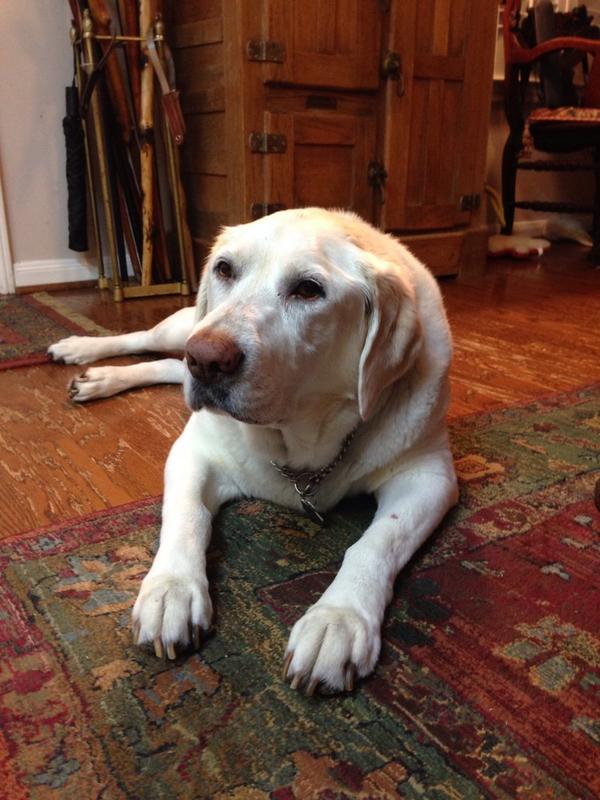 Sadie enjoying herself on #NationalDogDay.