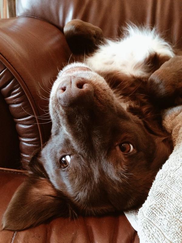 TheBaristar's tweet photo. She's the cutest #nationaldogday http://t.co/Xf3UfxBi0H