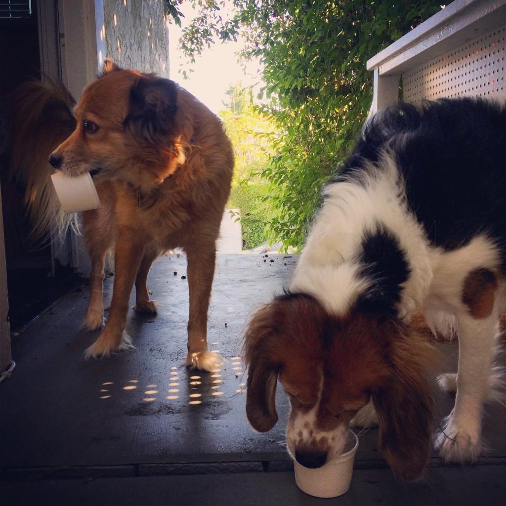 Stacy Hinojosa on Twitter: "Happy National Dog Day! Page 
