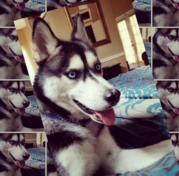 bucketsQP20's tweet photo. Shoutout to all my #Dawgs on #NationalDogDay!!! #Husky #Buckets http://t.co/aW36pRsXEf