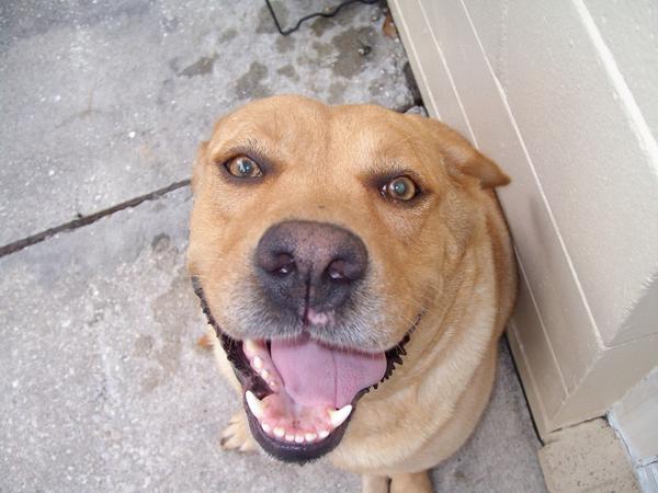 gissellitaaaa's tweet photo. National dog day 😭❤️ #riplili http://t.co/LRE8Aa2Scu