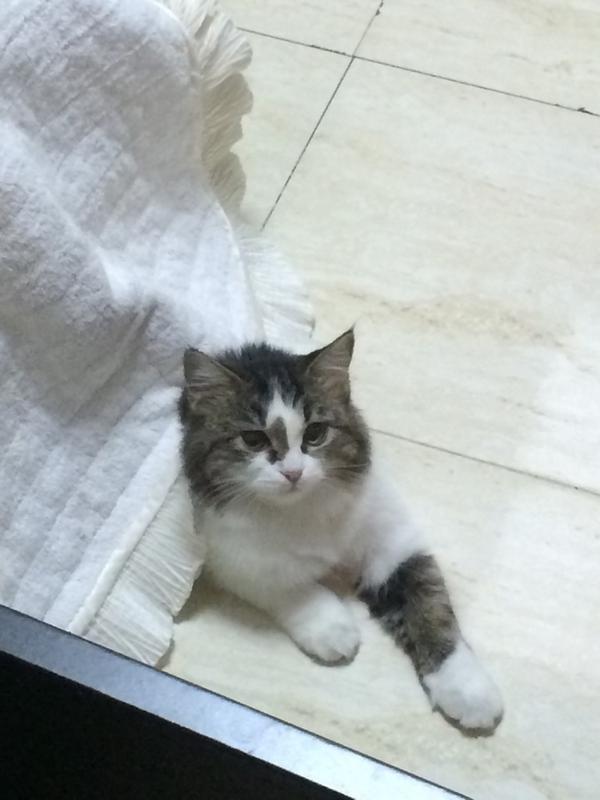 Toffe The Cat tweet media