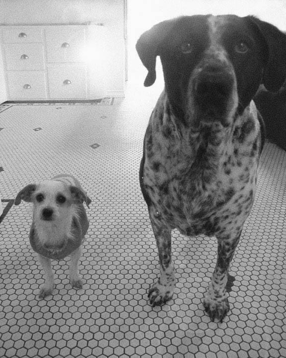 National Dog day. 8/26/14  "Trixie and Tessa"