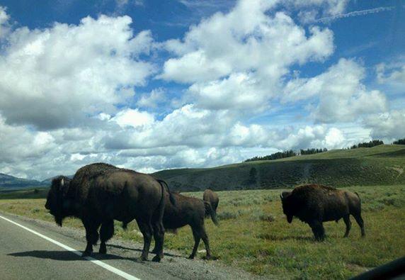 palvi's tweet photo. @Solar_tuk_tuk #Itravel becoz you never know who you'd meet on the way!  @smitakumar Do join #TejasWhyTravel :) http://t.co/Ux9iOqRF75