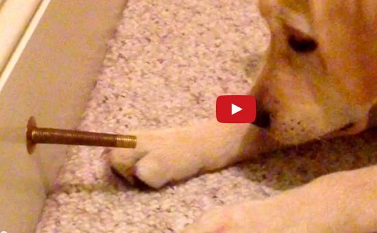 ... and I thought that I was easily amused? rare.us/story/meet-the…