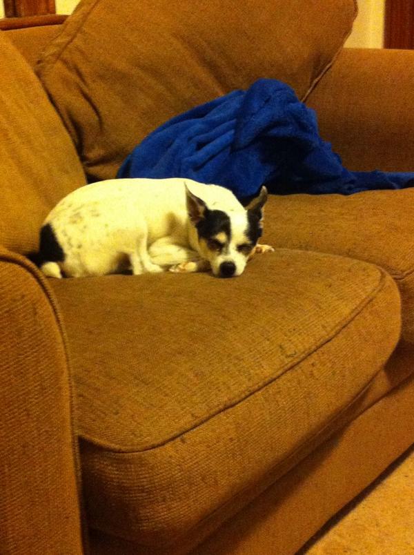 vvbadders's tweet image. #NationalDogDay @ShowMeUrSusie @PrimordialSet #boothangs