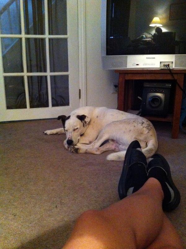 vvbadders's tweet image. #NationalDogDay @ShowMeUrSusie @PrimordialSet #boothangs