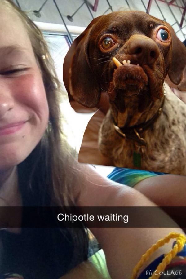 claregeither's tweet image. #NationalDogDay  #love #spotti #puppylove #ThisWasNotClaudiaAndIAtChipotle #murphy #doggy
