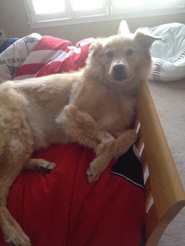 BTWitsBrittani's tweet photo. Dog???¿¿?¿ #NationalDogDay #thisisathingright? http://t.co/9LsHsFxUzo