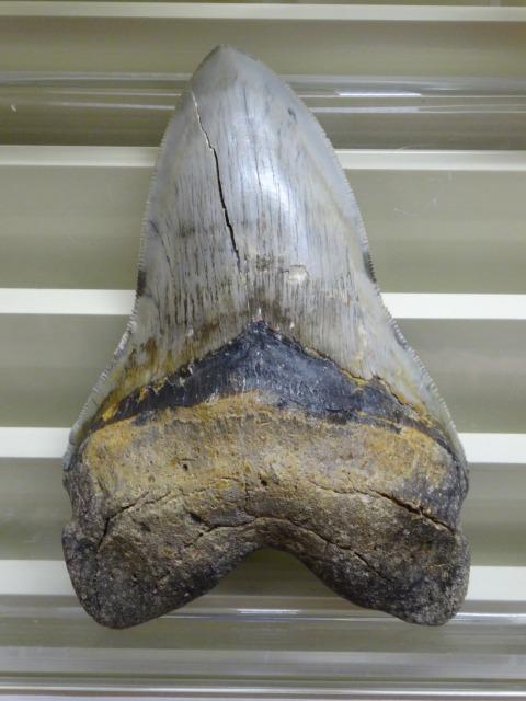 解説25】カルカロクレス・メガロドンの歯 産地：宮城県亘理町 時代：新