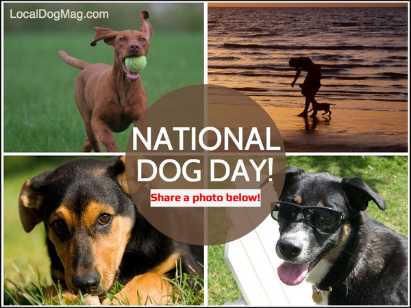 LocalDogMag's tweet photo. It's National DOG Day! What did you do with your dog today to celebrate? Share a photo and tag it with #locald... http://t.co/RuV3RE2KKS