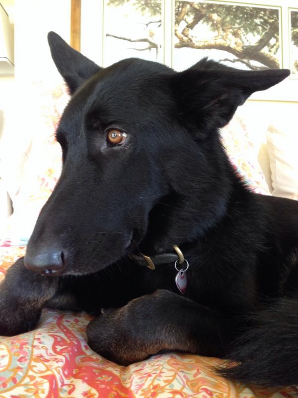 boderek's tweet photo. Just found out its #NationalDogDay Meet our new rescue, Smokey. http://t.co/ubJaRAeYNw