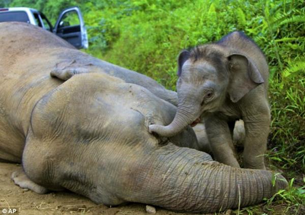 DanHere77's tweet image. Heartbreaking scene as a baby elephant grieves for it's mother killed at the hands of scum poachers. #SayNoToIvory