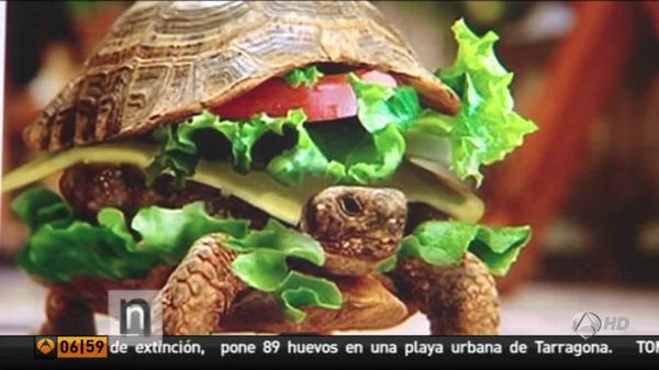 A3Noticias's tweet photo. Disfraza a su tortuga de hamburguesa para coger un avión con su mascota en un aeropuerto chino http://t.co/JbirzKhkRC http://t.co/NFEm6Q2ylr
