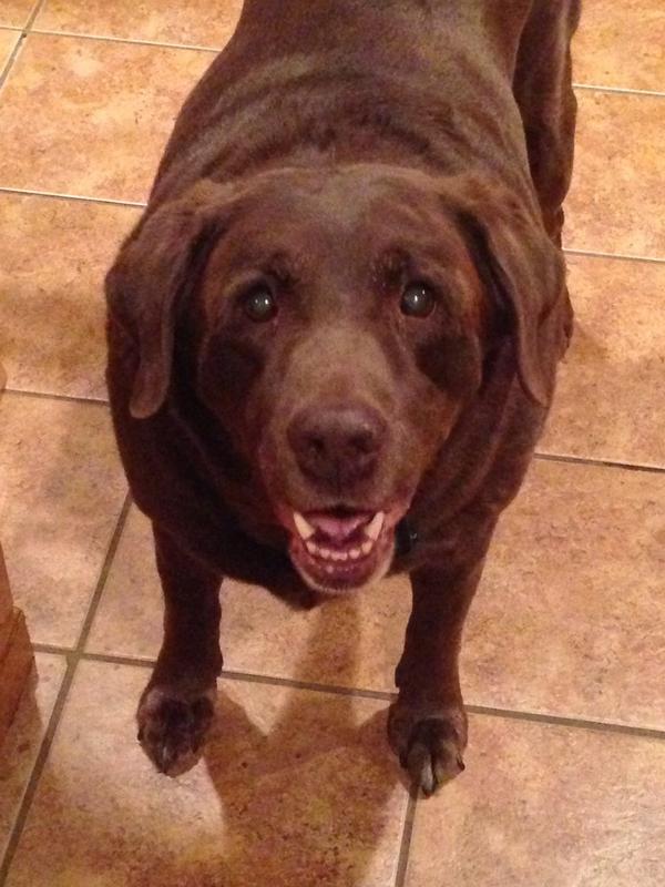 NjAuriemma's tweet photo. #WhateverUSA #buddylight #NationalDogDay http://t.co/FQj3JcCSDO