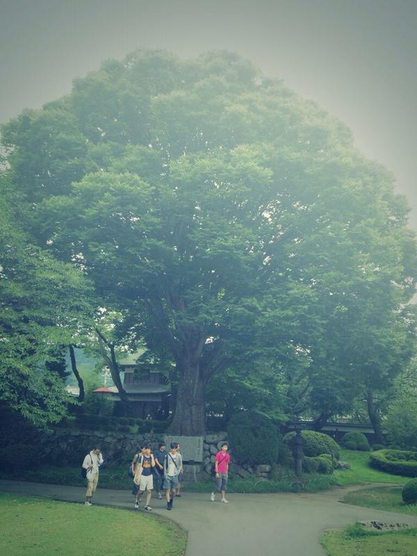 kurukuru628's tweet photo. 大きなけやきの木を見て久しぶりに青��が懐かしくなった、、みんな元気かな http://t.co/tzDSj4isPq