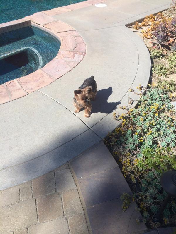 #Killer&amp;betsey #happynationaldogday