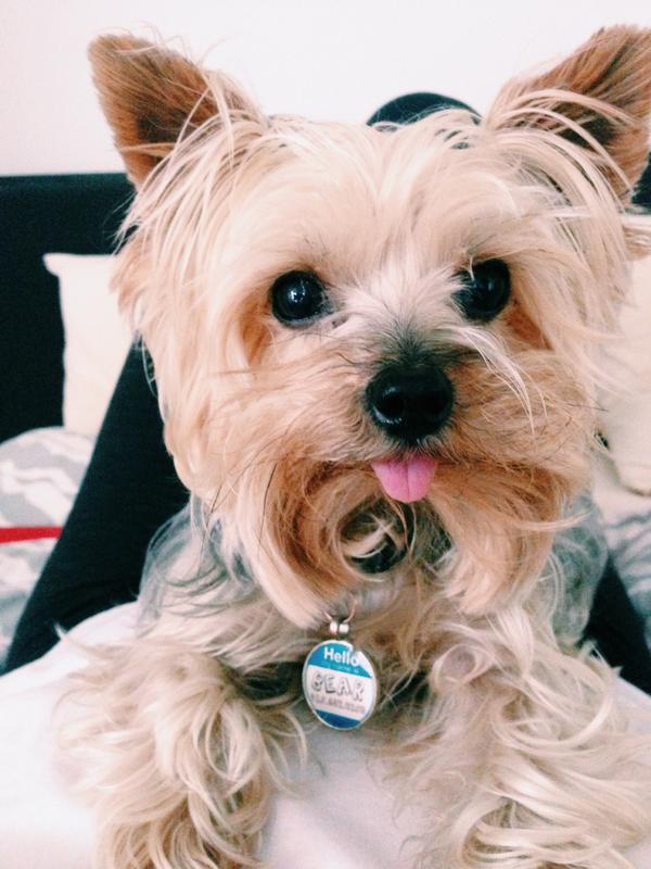 beartheyorkie's tweet photo. Happy #NationalDogDay! ❤️ http://t.co/M4TzDqHw0k