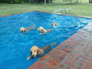 Dogs just having they are own swimming contest