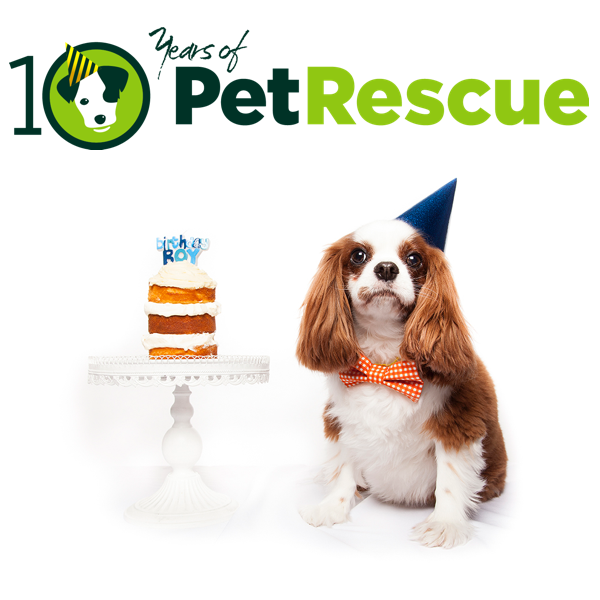 PetRescue's tweet photo. Happy birthday to us! Lots of cool content to come in Sept to celebrate - keep your eyes peeled! #10YearsofPR http://t.co/sSjkbaqtVO