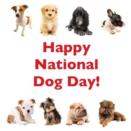 I don't have any pet dogs with me, but  l love dog! happy #NationalDogDay